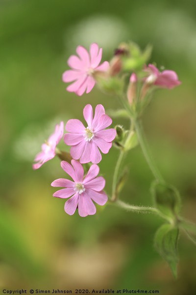 Red campion Flower  Picture Board by Simon Johnson