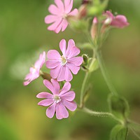 Buy canvas prints of Red campion Flower  by Simon Johnson