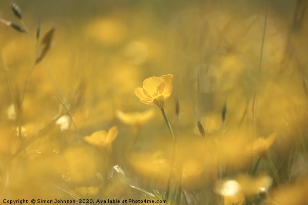Ground level image of sunlit  buttercup Picture Board by Simon Johnson
