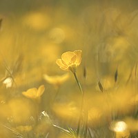 Buy canvas prints of Ground level image of sunlit  buttercup by Simon Johnson