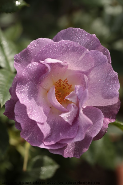 Rose 'Blue for You' (Floribunda Rose) Picture Board by Simon Johnson