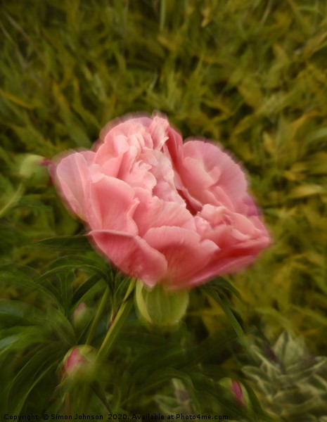 Creative image of Peonie Picture Board by Simon Johnson