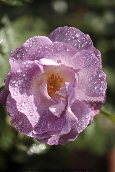    Rose 'Blue for You' (Floribunda Rose) Picture Board by Simon Johnson