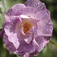Buy canvas prints of    Rose 'Blue for You' (Floribunda Rose) by Simon Johnson