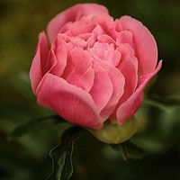 Buy canvas prints of Peonie close up by Simon Johnson