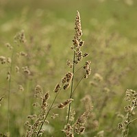 Buy canvas prints of meadow grass,  by Simon Johnson