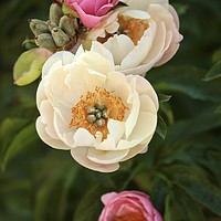 Buy canvas prints of pink and white peonies by Simon Johnson