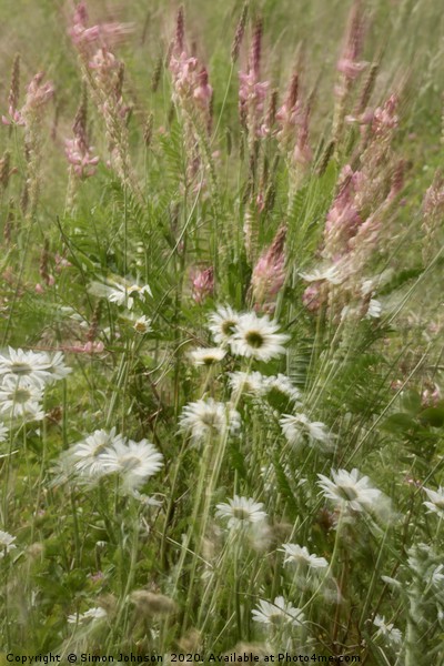 Meadow flowers and grass, Picture Board by Simon Johnson