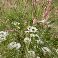Buy canvas prints of Meadow flowers and grass, by Simon Johnson