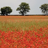 Buy canvas prints of Three trees and poppies by Simon Johnson