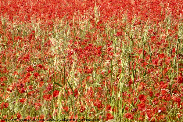 iompressionist image of poppies Picture Board by Simon Johnson