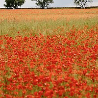 Buy canvas prints of Three Trees and poppies by Simon Johnson