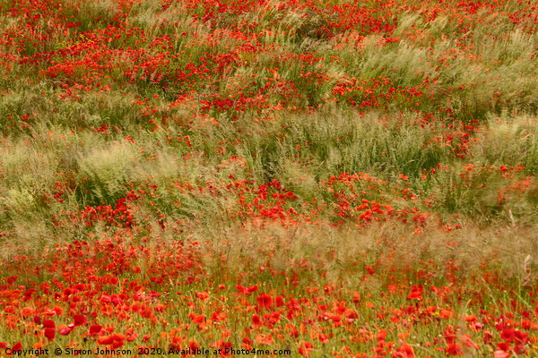 Wind blown poppies Picture Board by Simon Johnson