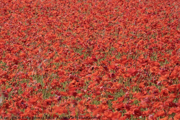 A fistfull of poppies Picture Board by Simon Johnson