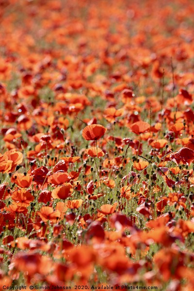Sunlit Poppies  Picture Board by Simon Johnson