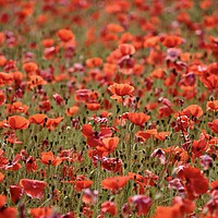 Buy canvas prints of  Sunlit Cotswold Poppies by Simon Johnson