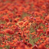 Buy canvas prints of Kissing Poppies by Simon Johnson