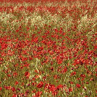 Buy canvas prints of Impressionist Poppies by Simon Johnson