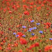 Buy canvas prints of Poppy and corn flowers  by Simon Johnson