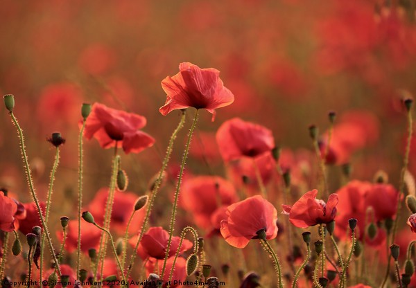 Poppies at sunset Picture Board by Simon Johnson