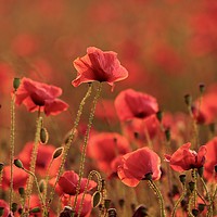 Buy canvas prints of Poppies at sunset by Simon Johnson