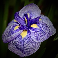 Buy canvas prints of Iris Close up by Simon Johnson