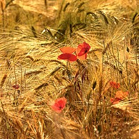 Buy canvas prints of poppies in corn by Simon Johnson
