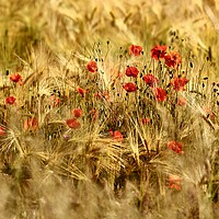 Buy canvas prints of Poppies in Corn by Simon Johnson