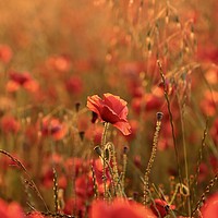 Buy canvas prints of poppies Sunset light by Simon Johnson