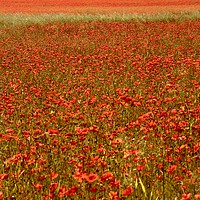 Buy canvas prints of poppies and trees  by Simon Johnson