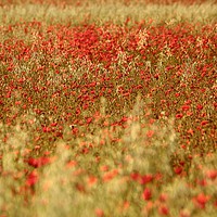 Buy canvas prints of Poppy field by Simon Johnson