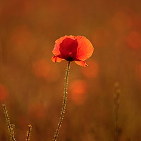 Buy canvas prints of Poppy with social distance by Simon Johnson