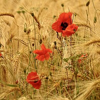 Buy canvas prints of Poppies in corn by Simon Johnson