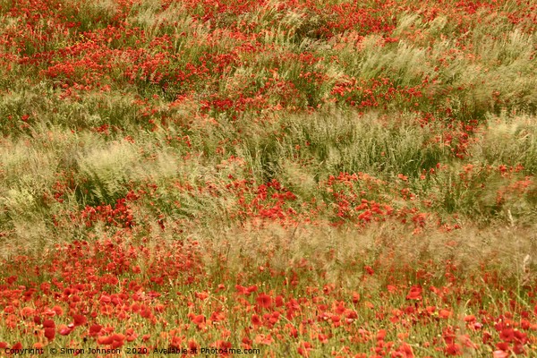 Poppies and grass blowing in the wind Picture Board by Simon Johnson