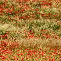 Buy canvas prints of Poppies and grass blowing in the wind by Simon Johnson