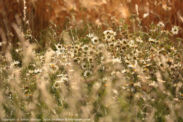Wind blown daisys in cornfield Picture Board by Simon Johnson