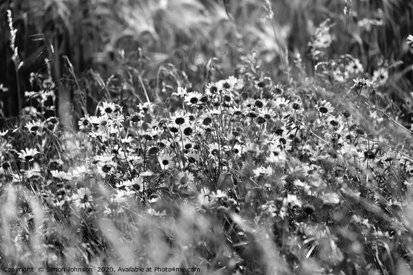 Wind blown daisy's  Picture Board by Simon Johnson