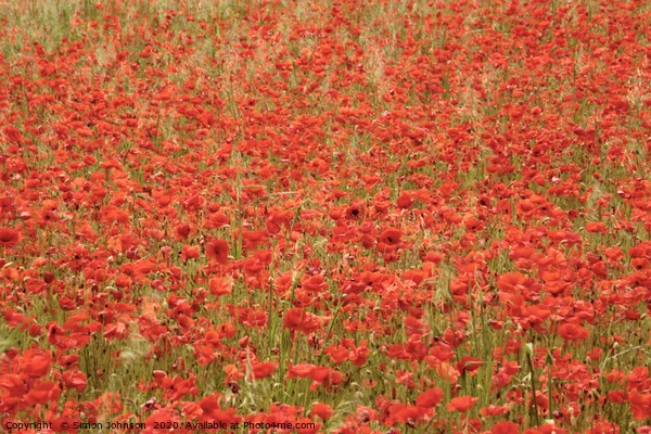 Impressionist poppies Picture Board by Simon Johnson