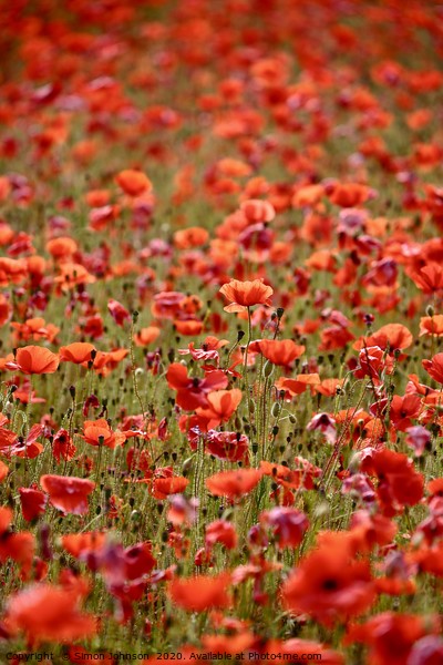 Sunlit poppies Picture Board by Simon Johnson