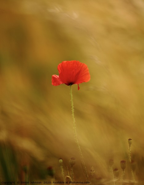 Last poppy standing Picture Board by Simon Johnson