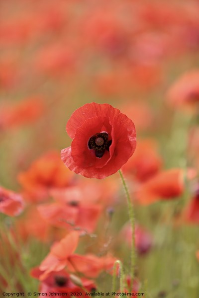 Prominent poppy Picture Board by Simon Johnson