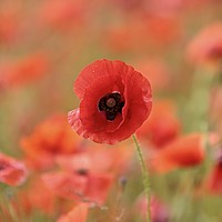 Buy canvas prints of Prominent poppy by Simon Johnson