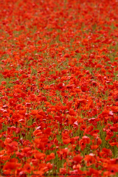 poppy Field Picture Board by Simon Johnson