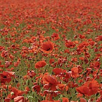 Buy canvas prints of Stand out poppy by Simon Johnson