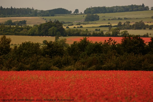 Cotswold Poppy fields Picture Board by Simon Johnson