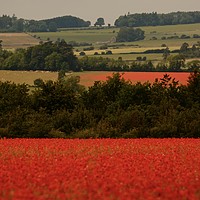 Buy canvas prints of Cotswold Poppy fields by Simon Johnson