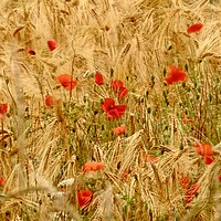 Buy canvas prints of Wind blown poppies in cornfield by Simon Johnson