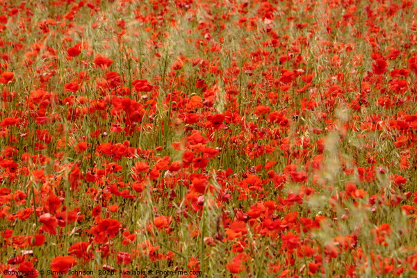 Impressionist image of poppies Picture Board by Simon Johnson