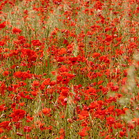 Buy canvas prints of Impressionist image of poppies by Simon Johnson