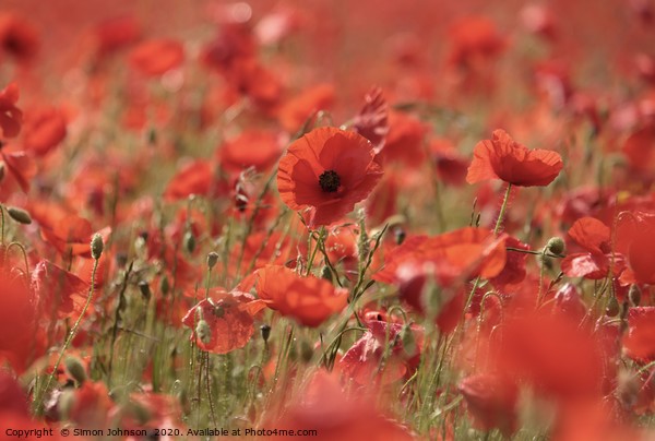 poppy close up Picture Board by Simon Johnson